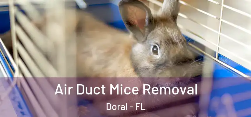  Air Duct Mice Removal Doral - FL